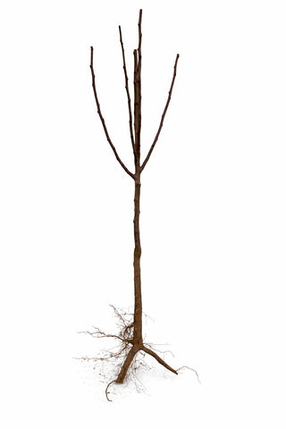 Dwarf Bosc Pear Tree - Cinnamon brown pears are some of the sweetest and most hardy! (2 years old and 3-4 feet tall.)