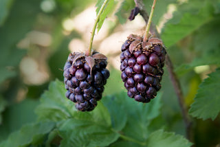 1 gal. Boysenberry Plants – Live Fruiting Berry Bushes, 2-Pack