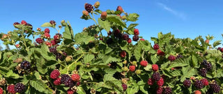 1 gal. Boysenberry Plants – Live Fruiting Berry Bushes, 2-Pack