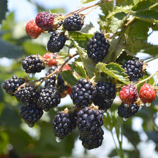 1 gal. Boysenberry Plants – Live Fruiting Berry Bushes, 2-Pack