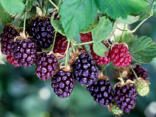 1 gal. Boysenberry Plants – Live Fruiting Berry Bushes, 2-Pack