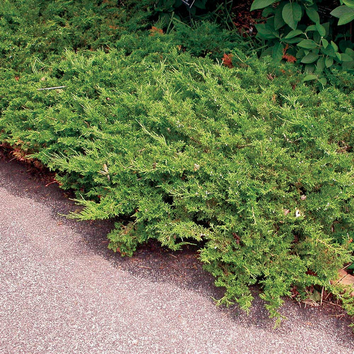 1 gal. Buffalo Juniper Evergreen Groundcover Shrub