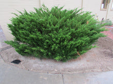 1 gal. Buffalo Juniper Evergreen Groundcover Shrub