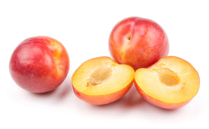 Burbank Plum Tree - Among Most Popular Plums in America - 3 ft. and Bare Root