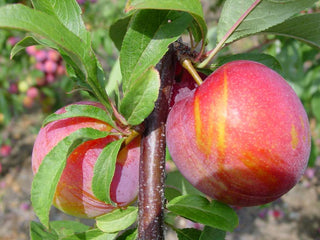Burbank Plum Tree - Among Most Popular Plums in America - 3 ft. and Bare Root