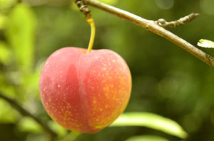 Burbank Plum Tree - Among Most Popular Plums in America - 3 ft. and Bare Root