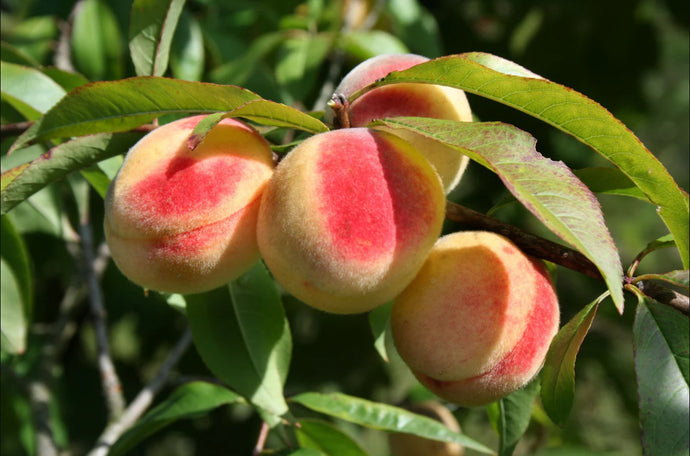 Semi Dwarf Canadian Harmony Peach Tree - 3 ft. and Bare Root