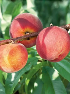 Semi Dwarf Canadian Harmony Peach Tree - 3 ft. and Bare Root