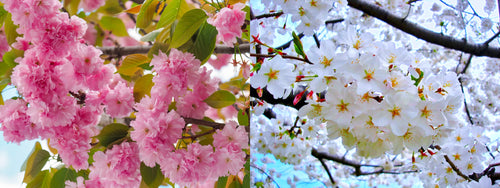 2-in-1 Cherry Blossom Twist Tree with Two Different Blossoms Grafted and Growing on One Tree