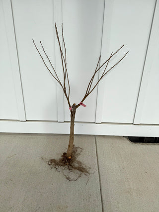 2-in-1 Cherry Blossom Twist Tree with Two Different Blossoms Grafted and Growing on One Tree