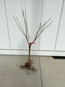 2-in-1 Cherry Blossom Twist Tree with Two Different Blossoms Grafted and Growing on One Tree