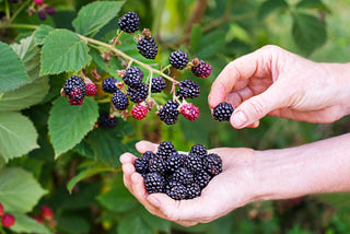 1 gal. Chester Thornless Blackberry Plants  – Live Fruiting Berry Bushes, 2-Pack
