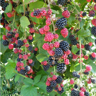1 gal. Chester Thornless Blackberry Plants  – Live Fruiting Berry Bushes, 2-Pack