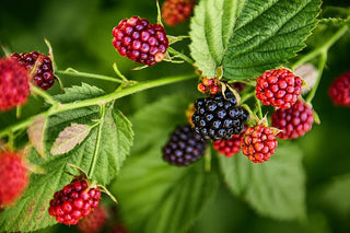 1 gal. Chester Thornless Blackberry Plants  – Live Fruiting Berry Bushes, 2-Pack