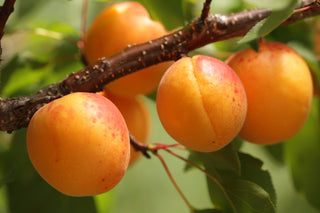 Chinese Mormon Apricot Tree – Cold-Hardy Self-Fertile Golden Apricot Fruit Tree (3 ft.)