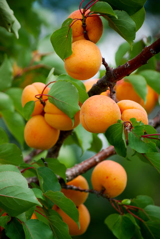 Chinese Mormon Apricot Tree – Cold-Hardy Self-Fertile Golden Apricot Fruit Tree (3 ft.)