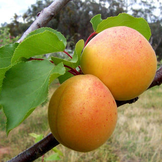 Chinese Mormon Apricot Tree – Cold-Hardy Self-Fertile Golden Apricot Fruit Tree (3 ft.)