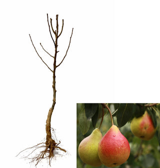 Dwarf Comice Pear Tree - The soft and sweet Christmas pear delicacy. (2 years old and 3-4 feet tall.)