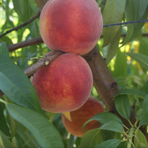 Semi Dwarf Crest Haven Peach Tree - 3 ft. and Bare Root