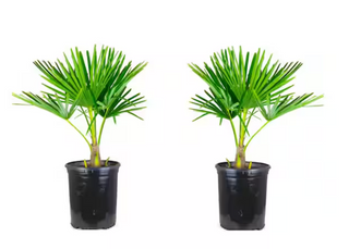 1 Gal. Windmill Cold Hardy Palm Tree (2-Pack)