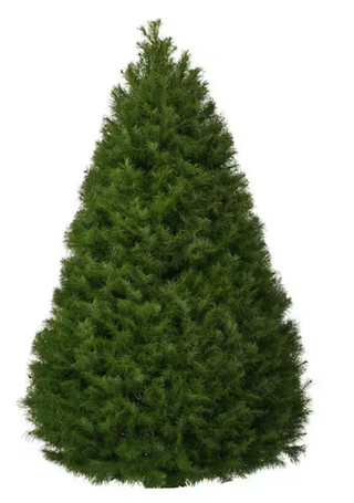 4 ft. to 5 ft. Freshly Cut Douglas Fir Live Christmas Tree (Real, Natural, Oregon-Grown)