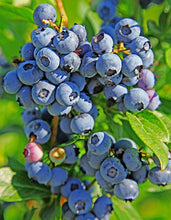 1 Gal. Duke Blueberry Plant (2-Pack) - Heavy producer and early to ripen