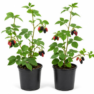 1 gal. Eclipse Thornless Blackberry Plants – Live Fruiting Berry Bushes, 2-Pack