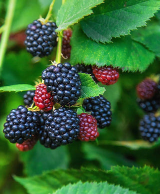 1 gal. Eclipse Thornless Blackberry Plants – Live Fruiting Berry Bushes, 2-Pack