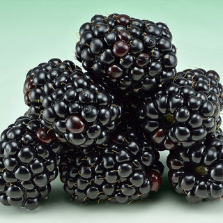 1 gal. Eclipse Thornless Blackberry Plants – Live Fruiting Berry Bushes, 2-Pack