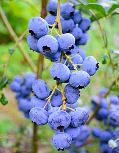 1 Gal. Elliot Blueberry Shrub (2-Pack) - Late season berries prized for baking and desserts