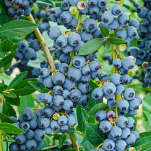 1 Gal. Elliot Blueberry Shrub (2-Pack) - Late season berries prized for baking and desserts