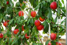 Semi Dwarf Fantasia Nectarine Tree - 3 ft. and Bare Root