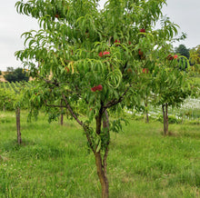 Semi Dwarf Fantasia Nectarine Tree - 3 ft. and Bare Root