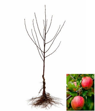 Dwarf Fuji Apple Tree - World renowned for its sweetly rich flavor! (2 years old and 3-4 feet tall.)