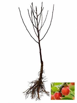 Dwarf Gala Apple Tree - One of the earliest to ripen! (2 years old and 3-4 feet tall.)