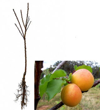 Goldcot Apricot Tree - Cold hardy apricot! (2 years old and 3-4 feet tall.)