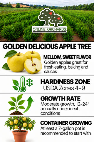 Golden Delicious Apple Tree - Sweettart flavor with a crisp aromatic texture. (2 years old and 3-4 feet tall.)