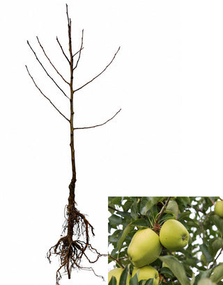 Golden Delicious Apple Tree - Sweettart flavor with a crisp aromatic texture. (2 years old and 3-4 feet tall.)
