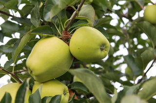 Golden Delicious Apple Tree - Sweettart flavor with a crisp aromatic texture. (2 years old and 3-4 feet tall.)