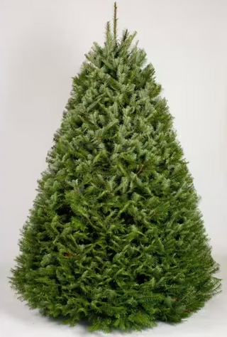 4 ft. to 5 ft. Freshly Cut Grand Fir Live Christmas Tree (Real, Natural, Oregon-Grown)