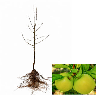 Dwarf Granny Smith Apple Tree -  A true culinary delight for fresh eating, baking, and cooking! (2 years old and 3-4 feet tall.)