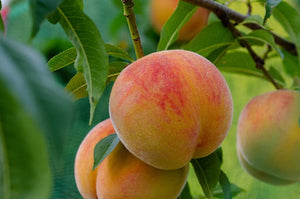 Semi Dwarf Hale Haven Peach Tree - 3 ft. and Bare Root