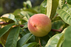 Semi Dwarf Hale Haven Peach Tree - 3 ft. and Bare Root