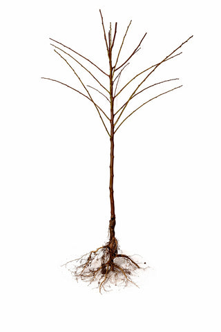 Halls Hardy Almond Tree - Cold tolerant almond tree! (2 years old and 3-4 feet tall)