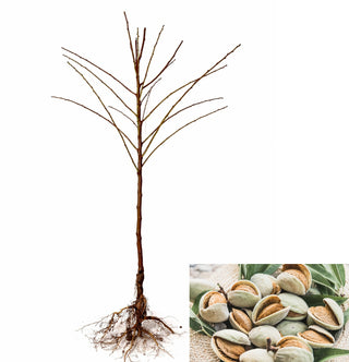 Halls Hardy Almond Tree - Cold tolerant almond tree! (2 years old and 3-4 feet tall)
