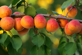 Harcot Apricot Tree – Cold-Hardy Self-Fertile Sweet Apricot Fruit Tree (3 ft.)