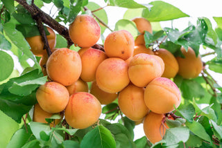 Harcot Apricot Tree – Cold-Hardy Self-Fertile Sweet Apricot Fruit Tree (3 ft.)