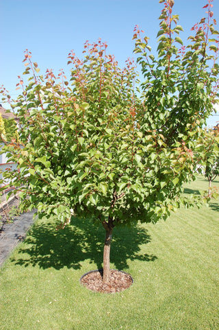 Chinese Mormon Apricot Tree – Cold-Hardy Self-Fertile Golden Apricot Fruit Tree (3 ft.)