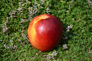 Semi Dwarf HardiRed Nectarine Tree - 3 ft. and Bare Root