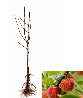 Dwarf Honeycrisp Apple Tree - The worlds best apple flavor, even better when homegrown. (2 years old and 3-4 feet tall.)